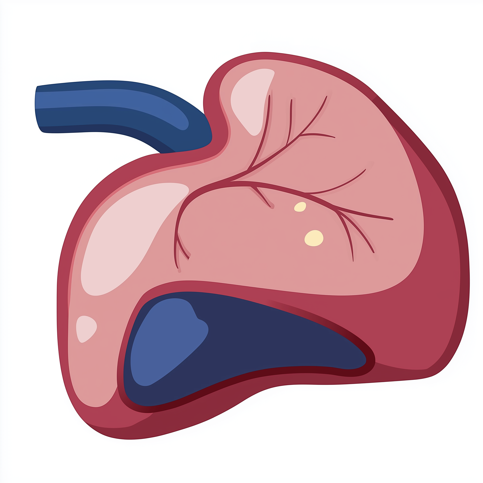 Liver
