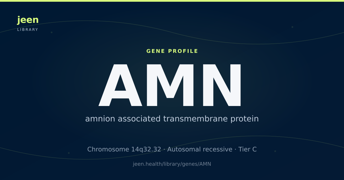 AMN Gene: Function, Variants & Vitamin B12 Absorption | Jeen Health