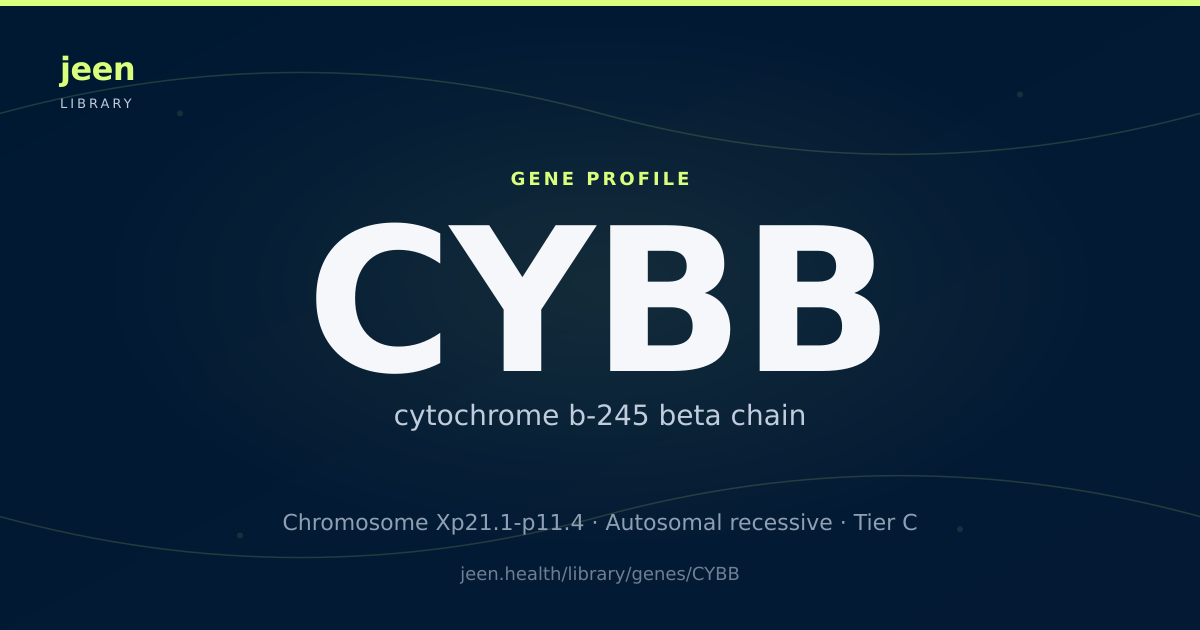 CYBB Gene: Function, Variants & Chronic Granulomatous Disease | Jeen